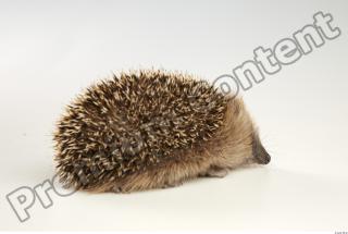 Hedgehog - Erinaceus europaeus  0030